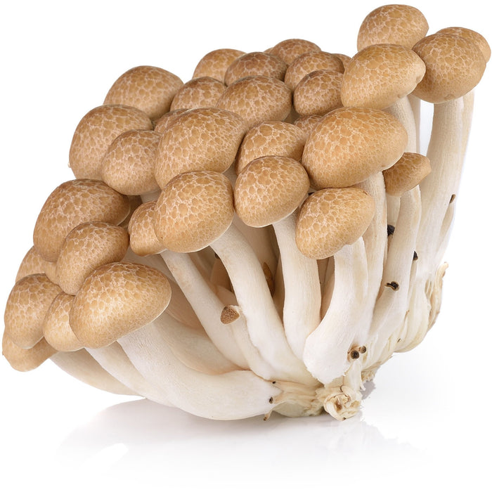 BROWN SHIMEJI MUSHROOM (APPROX 150G) - Dispatched Monday To Thursday