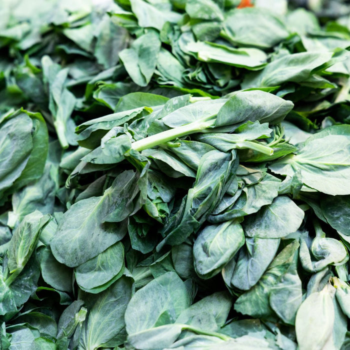 FRESH CHEN NONG Bean PEA SHOOTS 150G - 周一至周四发货 晨农鲜蔬 (豆苗)