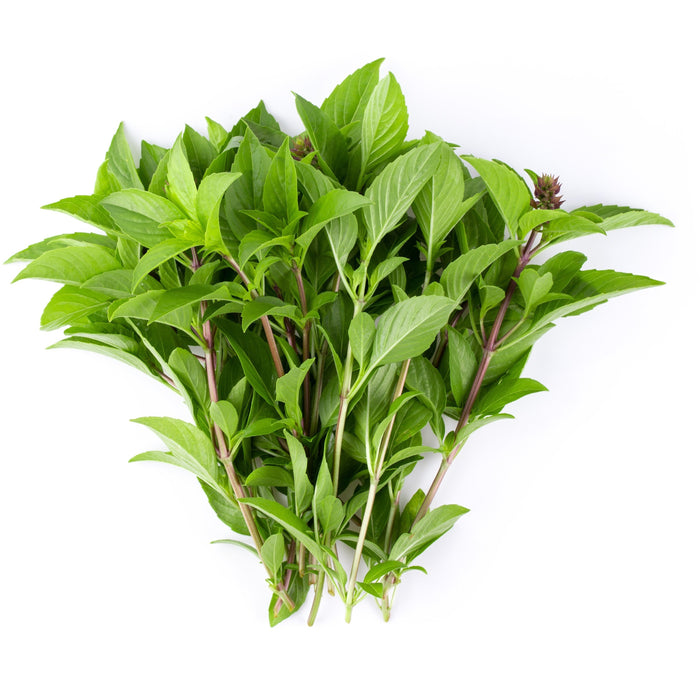 FRESH THAI SWEET BASIL 100G 新鮮泰國甜羅勒 (Dispatched Monday - Thursday)