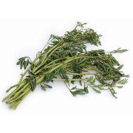 FRESH THAI WATER MIMOSA 200G 新鮮泰国水含羞草 (周一至周四发货)