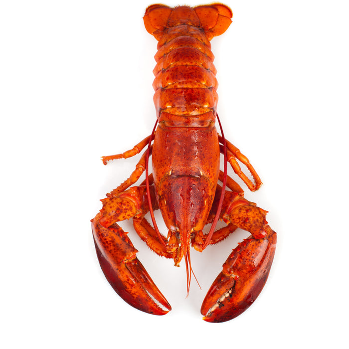 CANADIAN IQF COOKED FROZEN LOBSTER IN A NET- Approx 350G - 450G a piece