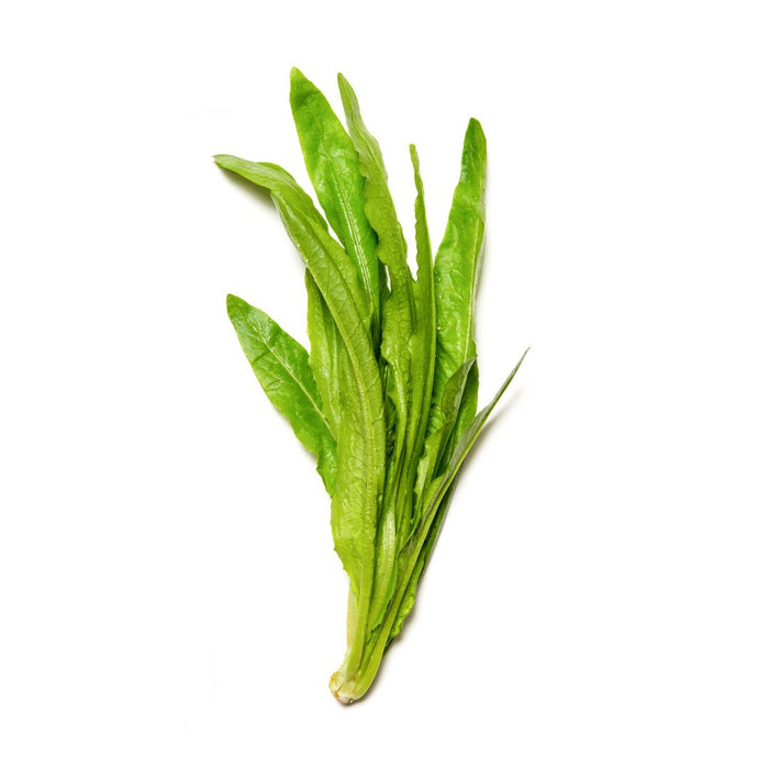 FRESH CHEN NONG CHINESE LEAF LETTUCE 500G - 周一至周四发货 晨农鲜蔬 (油麦菜)