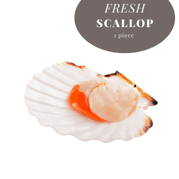 FRESH SCALLOP IN SHELL SINGLE - NOTTINGHAM DELIVERY ONLY! 新鮮扇貝