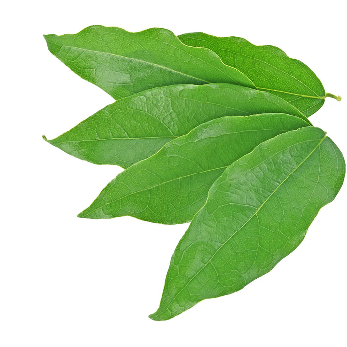 FRESH THAI BAI YANANG 100G 新鮮泰國雅囊葉 - Dispatched Wednesday/Thursday