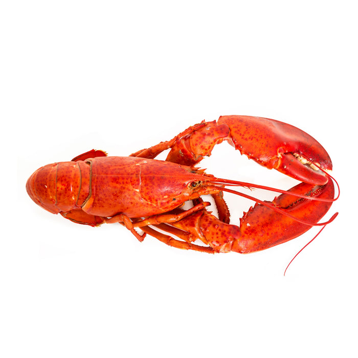 IQF FROZEN WHOLE COOKED LOBSTER IN NET APPROX 400G - 450G