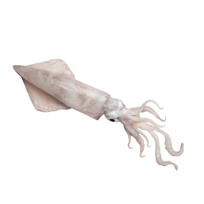 CALIFORNIAN WHOLE SQUID 454G